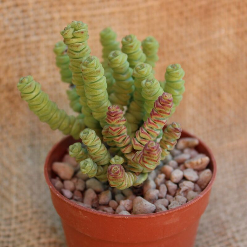 Crassula commutata