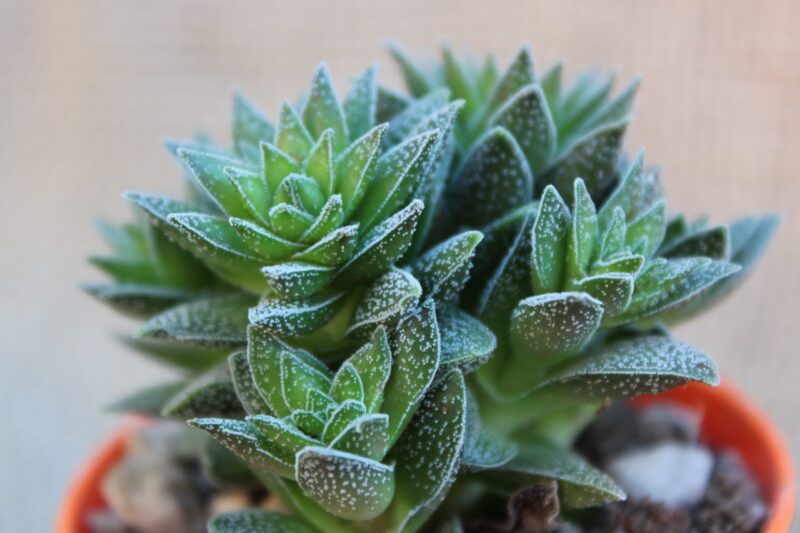 Crassula 'Frosty' - immagine 2