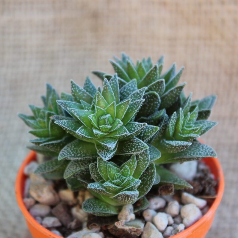 Crassula 'Frosty'