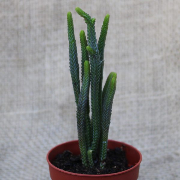 Crassula lycopodioides