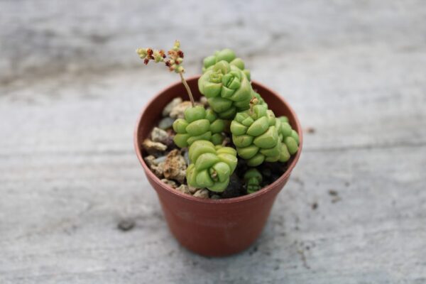 Crassula marchandii