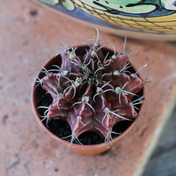 Gymnocalycium mihanovichii