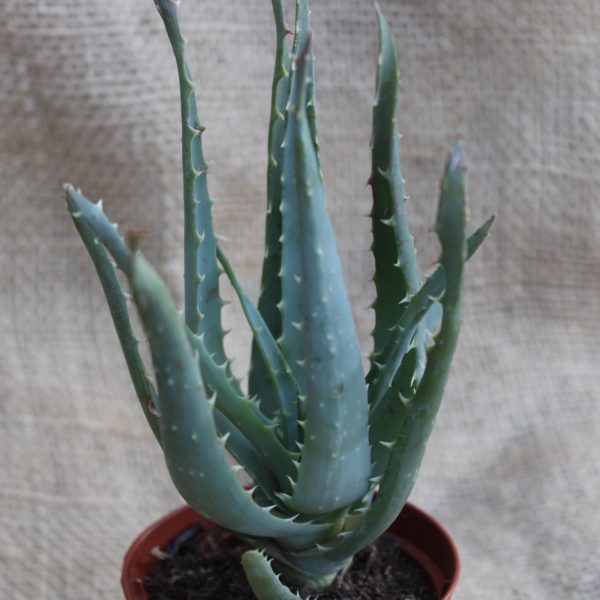 Aloe spinosissima