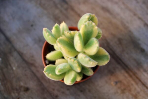 Cotyledon tomentosa variegata