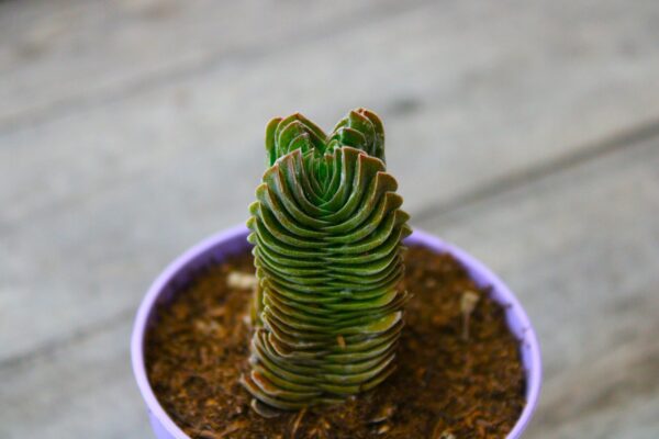 Crassula Buddha’s temple - immagine 2