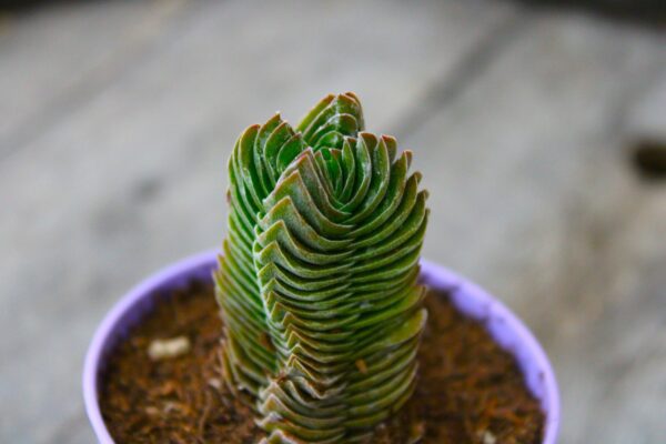 Crassula Buddha’s temple