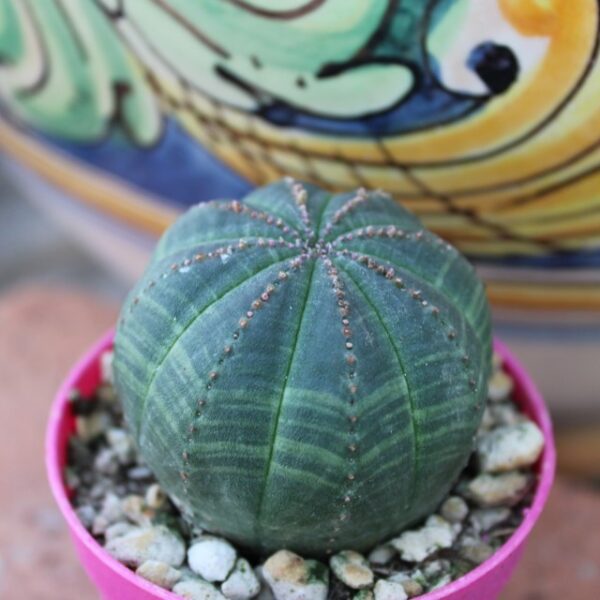 Euphorbia obesa