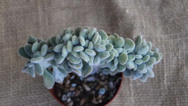 Echeveria setosa crestata - immagine 2