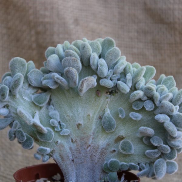 Echeveria setosa crestata