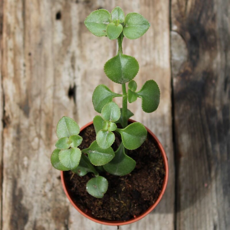 Crassula spathulata