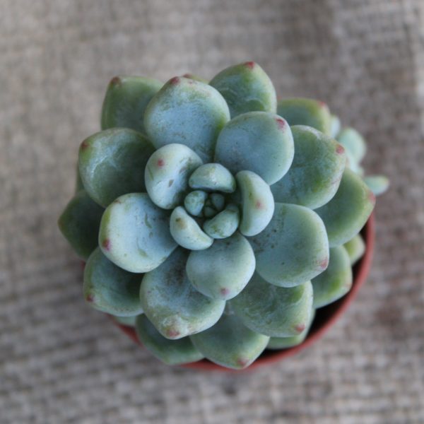 Echeveria amoena