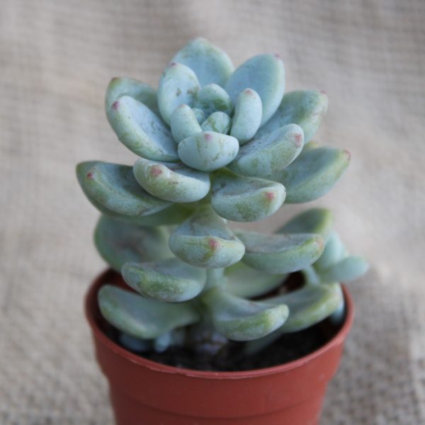 Echeveria amoena - immagine 2