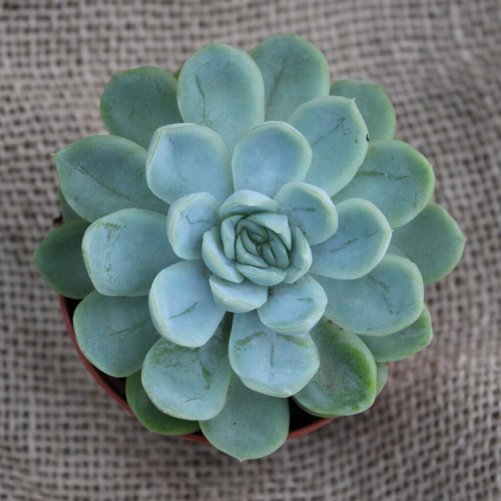 Echeveria elegans