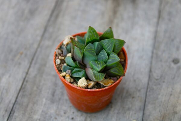 Haworthia retusa - immagine 2