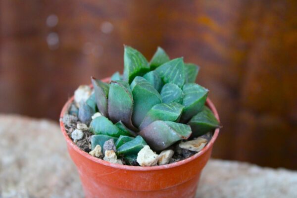 Haworthia retusa