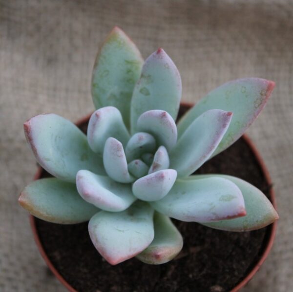 Pachyveria 'Powder Puff'