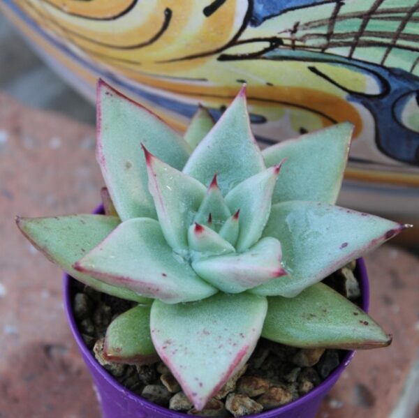 Echeveria agavoides 'Aquamarine'