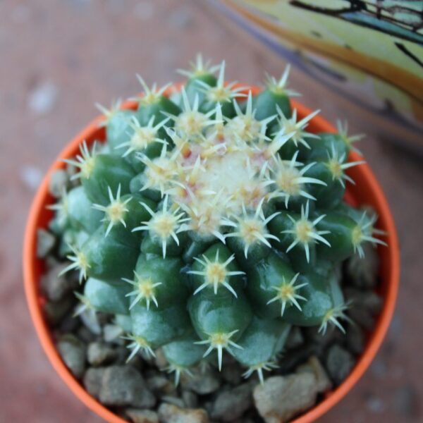 Echinocactus grusonii var. brevispinus