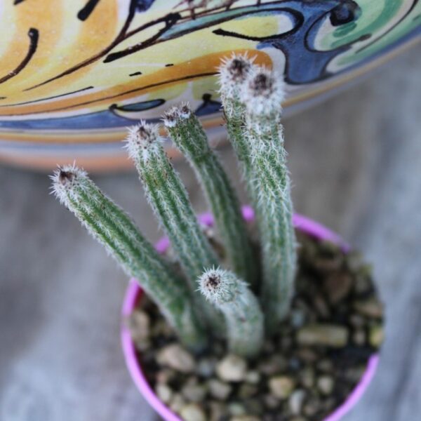 Echinocereus poselgeri