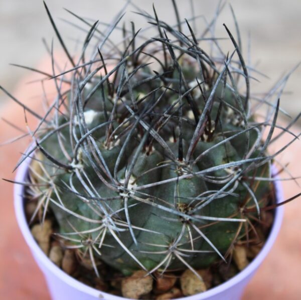 Neoporteria echinus var. floccosa