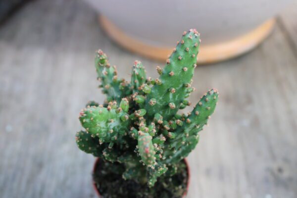 Opuntia monacantha 'Variegata'