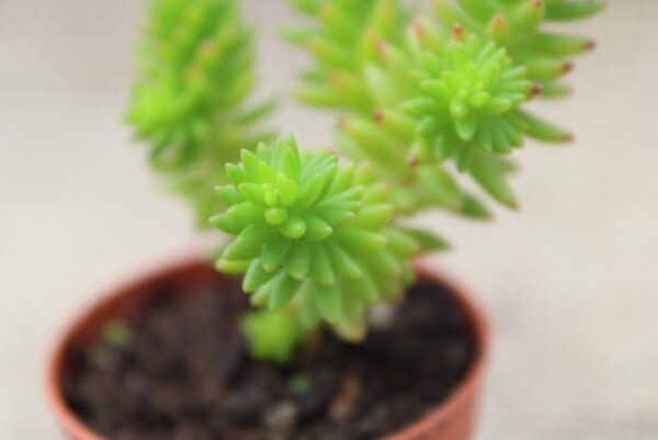 Sedum 'Spiral Staircase' - immagine 2