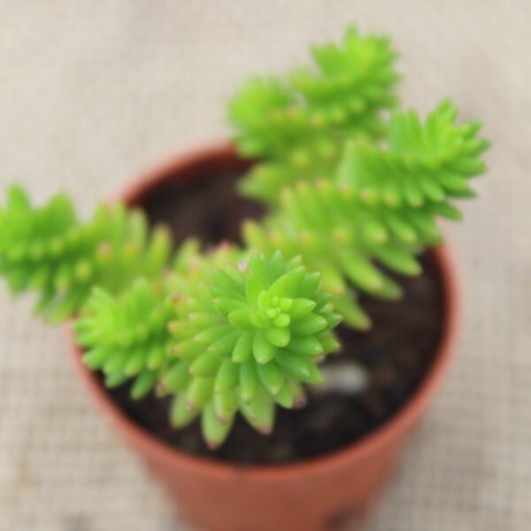 Sedum 'Spiral Staircase'