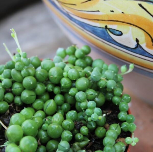 Senecio rowleyanus