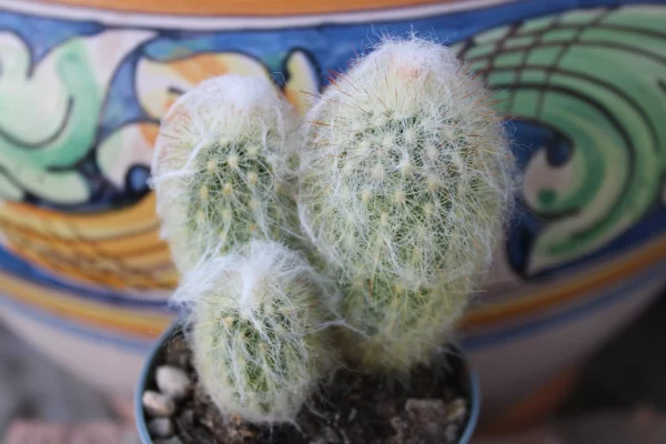 Cleistocactus strausii