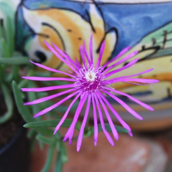 Delosperma cooperi