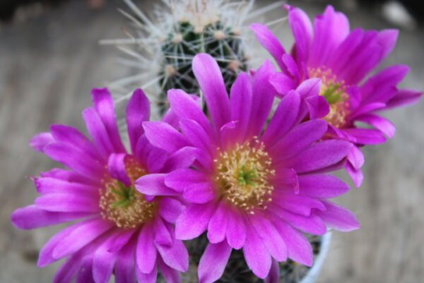 Echinocereus maritimus