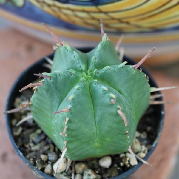 Euphorbia meloformis