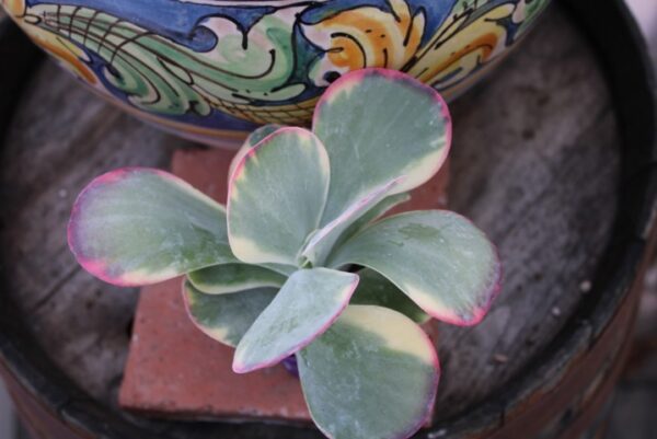 Kalanchoe thyrsiflora 'Variegata' - immagine 2