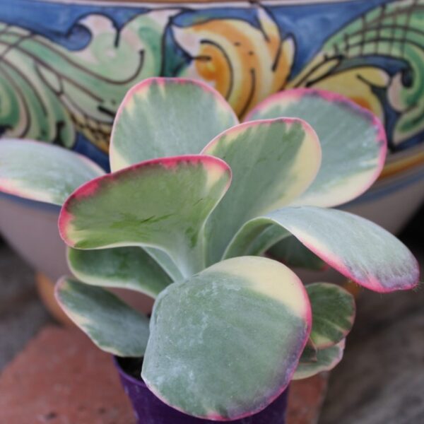 Kalanchoe thyrsiflora 'Variegata'