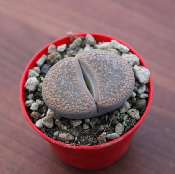 Lithops sp.