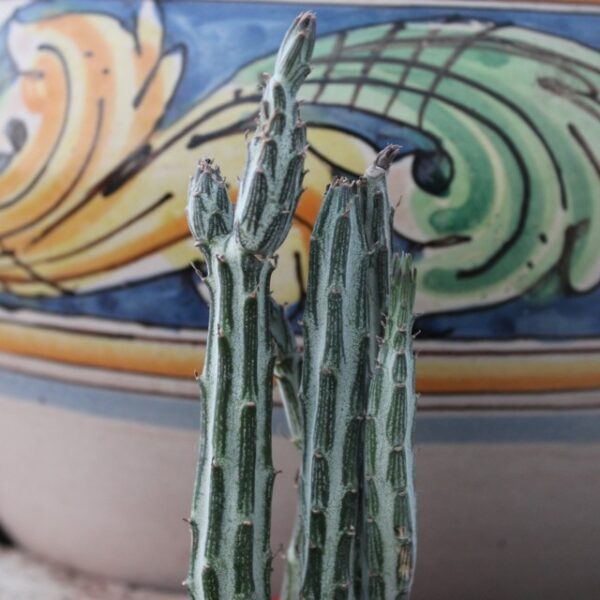 Senecio stapeliiformis