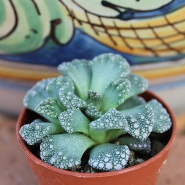 Titanopsis calcarea