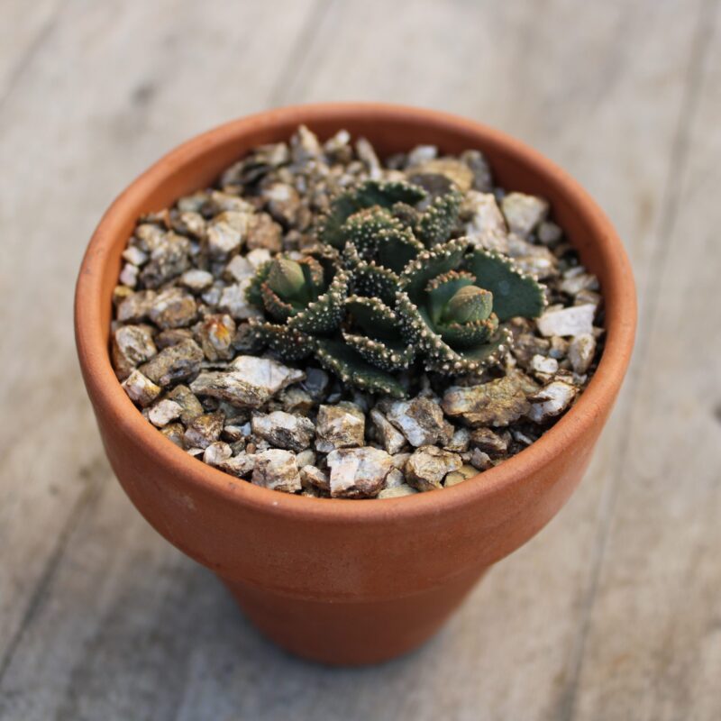 Aloinopsis malherbei