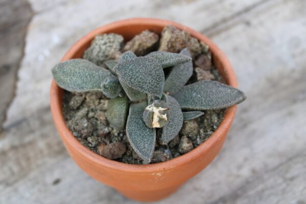 Aloinopsis rubrolineata