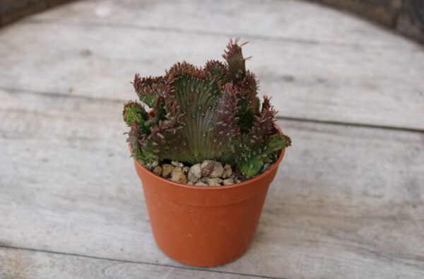 Euphorbia pugniformis 'Crestata' - immagine 2