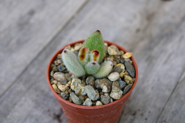 Kalanchoe tomentosa