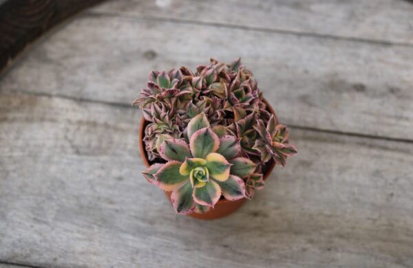 Aeonium 'Sunburst' crestato - immagine 2