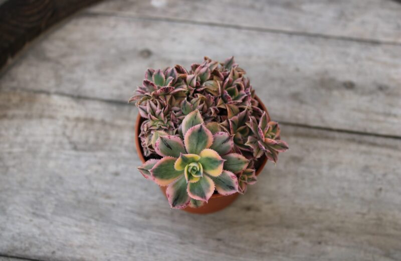 Aeonium 'Sunburst' crestato - immagine 2