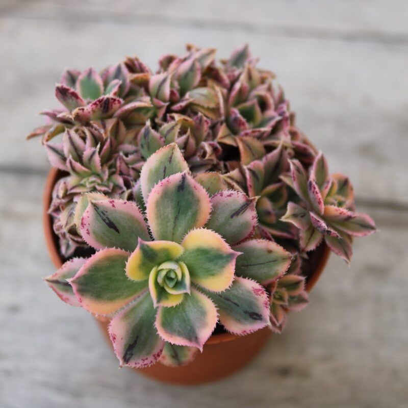 Aeonium 'Sunburst' crestato