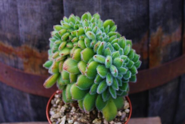 Echeveria 'Doris Taylor' f. crestata - immagine 3