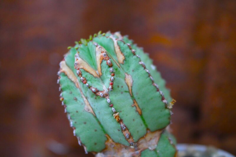 Euphorbia fruticosa inermis