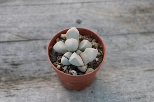 Lapidaria margaretae