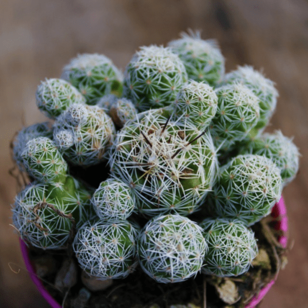 Mammillaria gracilis