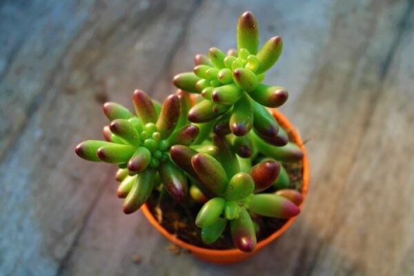 Sedum rubrotinctum