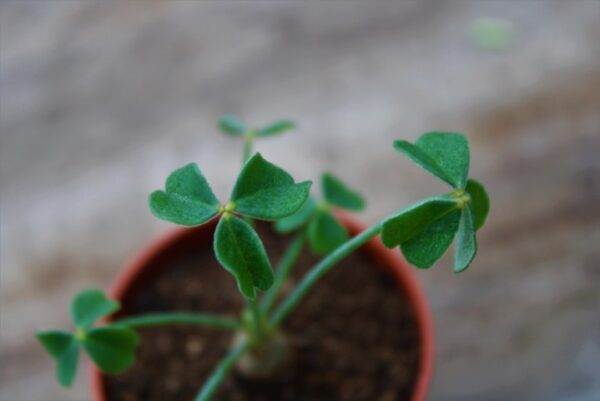 Oxalis megalorrhiza